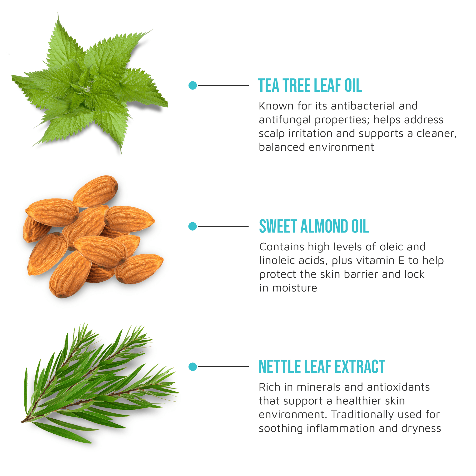 Tea tree leaf, sweet almond, and nettle leaf images with text highlighting their benefits for scalp health, moisturizing, and soothing inflammation.