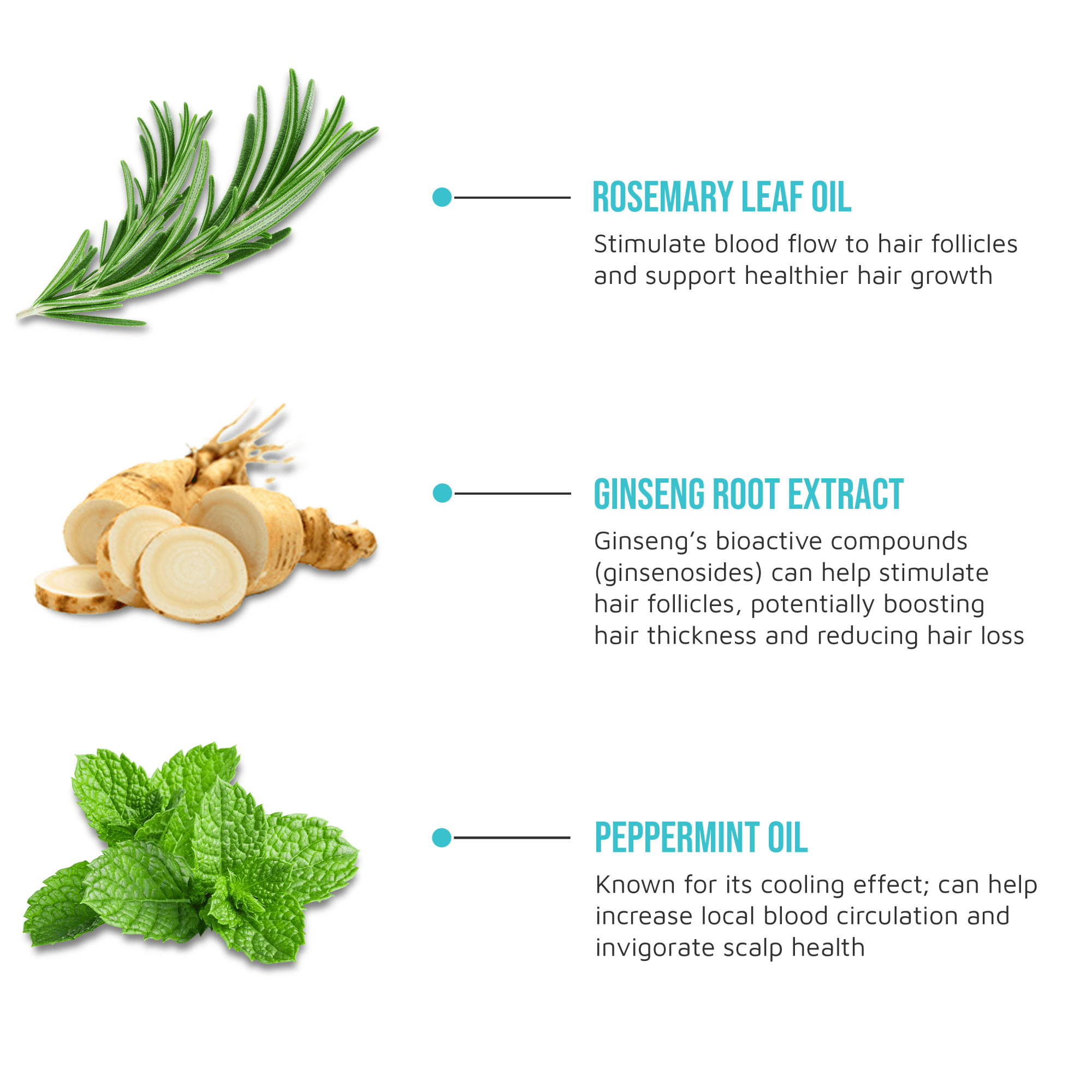 Rosemary leaves, sliced ginseng root, and fresh peppermint leaves with text highlighting their benefits for stimulating hair follicles, boosting thickness, and scalp health.